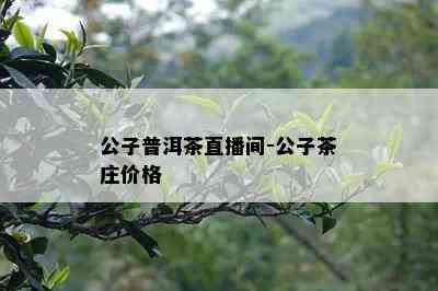 公子普洱茶直播间-公子茶庄价格