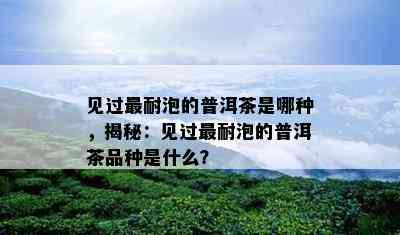 见过最耐泡的普洱茶是哪种，揭秘：见过最耐泡的普洱茶品种是什么？