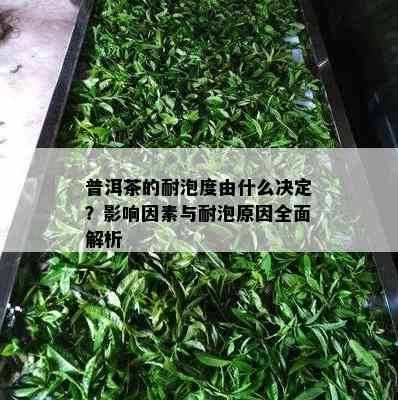 普洱茶的耐泡度由什么决定？作用因素与耐泡起因全面解析