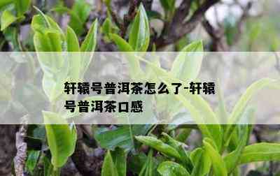 轩辕号普洱茶怎么了-轩辕号普洱茶口感