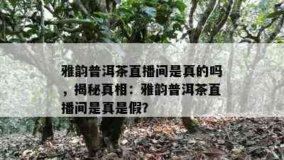 雅韵普洱茶直播间是真的吗，揭秘真相：雅韵普洱茶直播间是真是假？