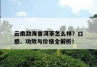 云南勐海普洱茶怎么样？口感、功效与价格全解析！