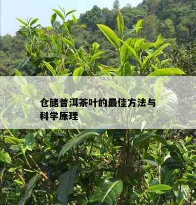 仓储普洱茶叶的更佳方法与科学原理