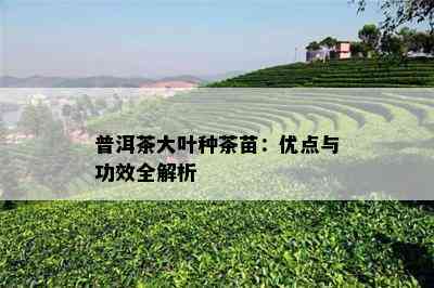 普洱茶大叶种茶苗：优点与功效全解析