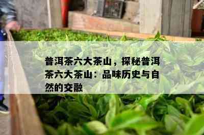 普洱茶六大茶山，探秘普洱茶六大茶山：品味历史与自然的交融