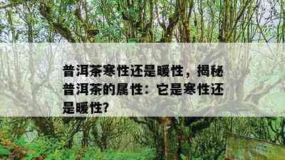 普洱茶寒性还是暖性，揭秘普洱茶的属性：它是寒性还是暖性？