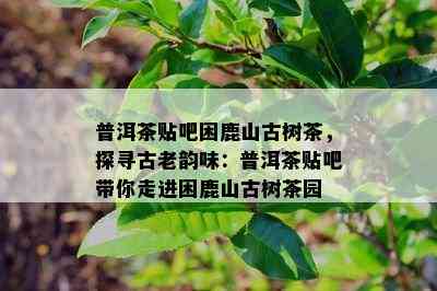 普洱茶贴吧困鹿山古树茶，探寻古老韵味：普洱茶贴吧带你走进困鹿山古树茶园