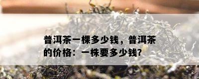 普洱茶一棵多少钱，普洱茶的价格：一株要多少钱？