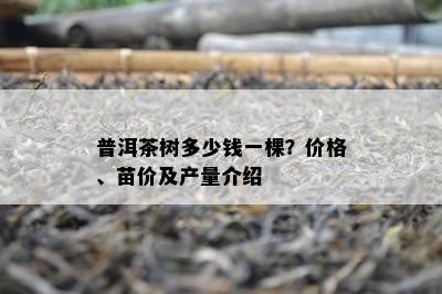 普洱茶树多少钱一棵？价格、苗价及产量介绍