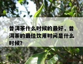 普洱茶什么时候的更好，普洱茶的更佳饮用时间是什么时候？