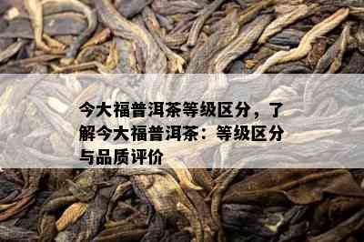 今大福普洱茶等级区分，熟悉今大福普洱茶：等级区分与品质评价