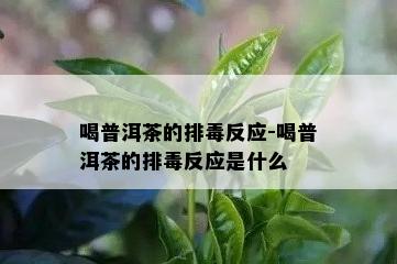 喝普洱茶的排反应-喝普洱茶的排反应是什么