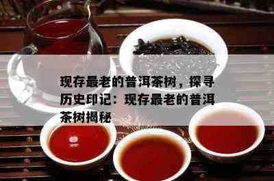 现存最老的普洱茶树，探寻历史印记：现存最老的普洱茶树揭秘