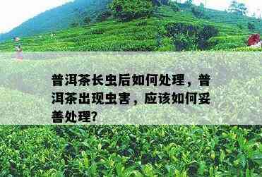 普洱茶长虫后怎样解决，普洱茶出现虫害，应怎样妥善解决？