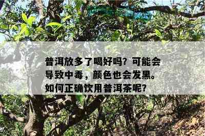 普洱放多了喝好吗？也许会引起中，颜色也会发黑。怎样正确饮用普洱茶呢？