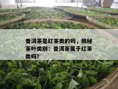 普洱茶是红茶类的吗，揭秘茶叶类别：普洱茶属于红茶类吗？