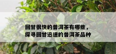 回甘很快的普洱茶有哪些，探寻回甘迅速的普洱茶品种