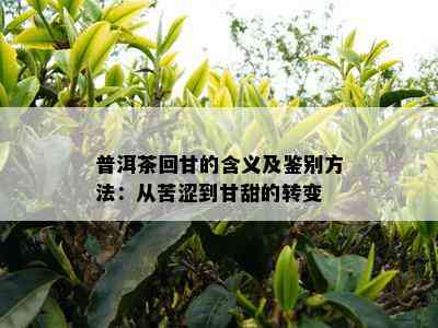 普洱茶回甘的含义及鉴别方法：从苦涩到甘甜的转变