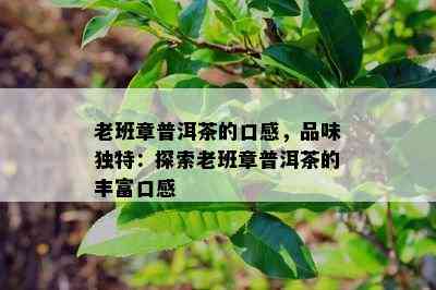 老班章普洱茶的口感，品味特别：探索老班章普洱茶的丰富口感