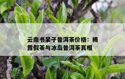 云南书呆子普洱茶价格：揭露假茶与冰岛普洱茶真相