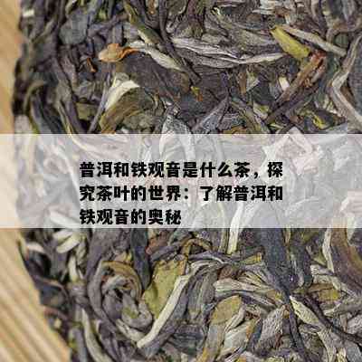 普洱和铁观音是什么茶，探究茶叶的世界：了解普洱和铁观音的奥秘