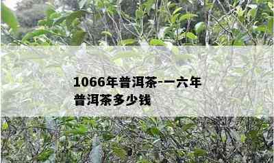 1066年普洱茶-一六年普洱茶多少钱