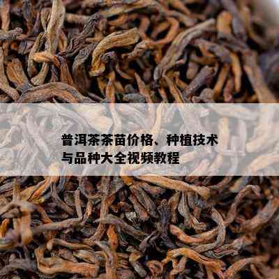 普洱茶茶苗价格、种植技术与品种大全视频教程