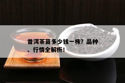 普洱茶苗多少钱一株？品种、行情全解析！