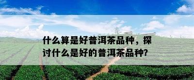 什么算是好普洱茶品种，探讨什么是好的普洱茶品种？