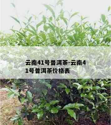 云南41号普洱茶-云南41号普洱茶价格表