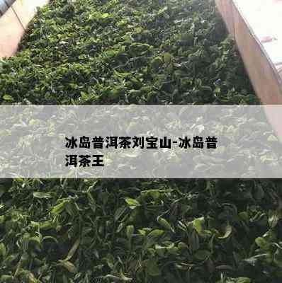 冰岛普洱茶刘宝山-冰岛普洱茶王