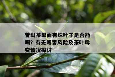 普洱茶里面有烂叶子是否能喝？有无害风险及茶叶霉变情况探讨