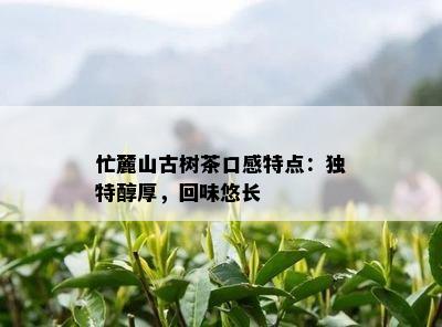 忙麓山古树茶口感特点：特别醇厚，回味悠长