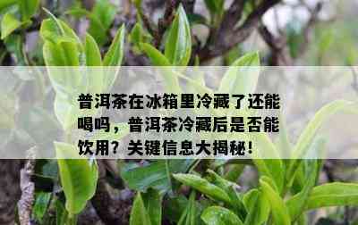 普洱茶在冰箱里冷藏了还能喝吗，普洱茶冷藏后是不是能饮用？关键信息大揭秘！