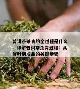 普洱茶杀青的全过程是什么，详解普洱茶杀青过程：从鲜叶到成品的关键步骤