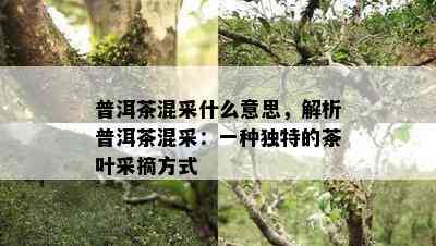 普洱茶混采什么意思，解析普洱茶混采：一种独特的茶叶采摘方式