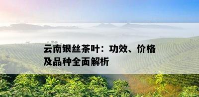 云南银丝茶叶：功效、价格及品种全面解析