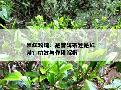 滇红玫瑰：是普洱茶还是红茶？功效与作用解析