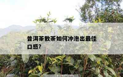 普洱茶散茶如何冲泡出更佳口感？