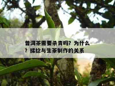 普洱茶需要杀青吗？为什么？揉捻与生茶制作的关系