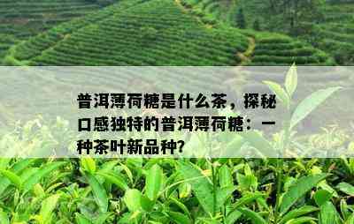 普洱薄荷糖是什么茶，探秘口感特别的普洱薄荷糖：一种茶叶新品种？