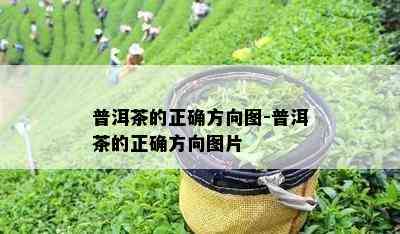 普洱茶的正确方向图-普洱茶的正确方向图片