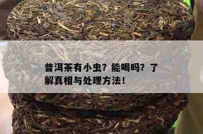 普洱茶有小虫？能喝吗？了解真相与处理方法！