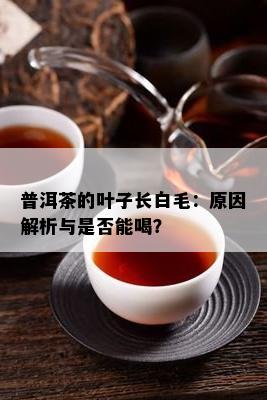 普洱茶的叶子长白毛：原因解析与是否能喝？