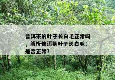 普洱茶的叶子长白毛正常吗，解析普洱茶叶子长白毛：是否正常？