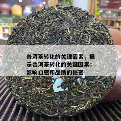 普洱茶转化的关键因素，揭示普洱茶转化的关键因素：影响口感和品质的秘密