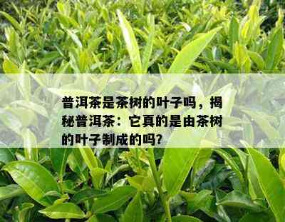 普洱茶是茶树的叶子吗，揭秘普洱茶：它真的是由茶树的叶子制成的吗？