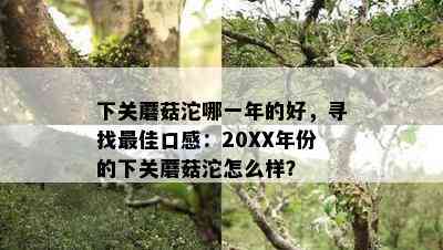 下关蘑菇沱哪一年的好，寻找更佳口感：20XX年份的下关蘑菇沱怎么样？