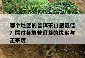 哪个地区的普洱茶口感更佳？探讨各地普洱茶的优劣与正宗度