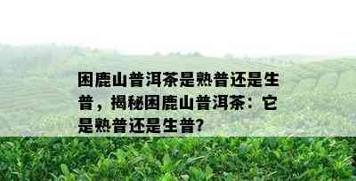 困鹿山普洱茶是熟普还是生普，揭秘困鹿山普洱茶：它是熟普还是生普？